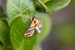 Metallarcha diplochrysa