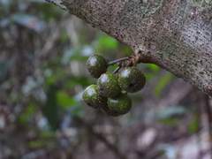 Ficus benguetensis