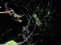 Argyrodes argentatus