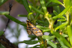 Metallarcha diplochrysa