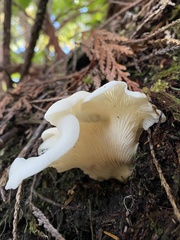 Pleurocybella porrigens