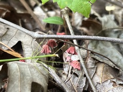 Marasmius haematocephalus