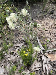 Pimelea octophylla