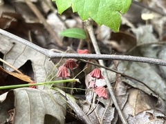 Marasmius haematocephalus