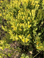 Rafnia capensis capensis