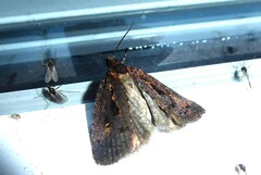 Cryptaspasma querula
