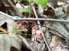 Marasmius haematocephalus