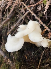 Pleurocybella porrigens