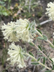 Pimelea octophylla