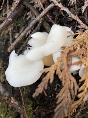 Pleurocybella porrigens