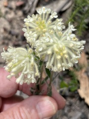 Pimelea octophylla