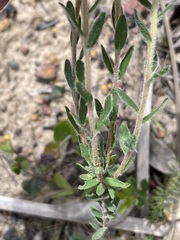 Pimelea octophylla