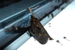 Cryptaspasma querula