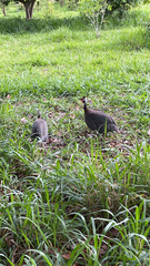 Numida meleagris domesticus