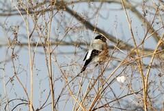 Pyrrhula pyrrhula cassinii