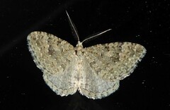 Helastia corcularia