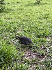 Numida meleagris domesticus