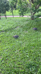 Numida meleagris domesticus