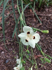 Dietes bicolor