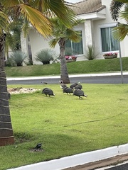 Numida meleagris domesticus