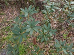 Banksia paludosa