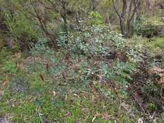 Banksia paludosa
