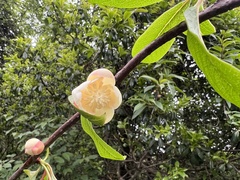 Schisandra grandiflora