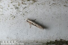 Erechthias fulguritella