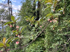 Schisandra grandiflora