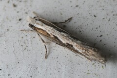 Erechthias fulguritella