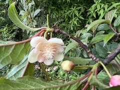 Schisandra grandiflora