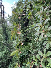 Schisandra grandiflora