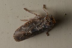 Achilidae
