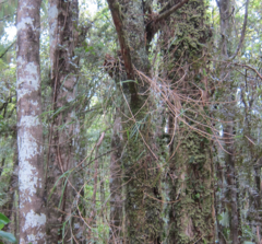Dendrobium cunninghamii