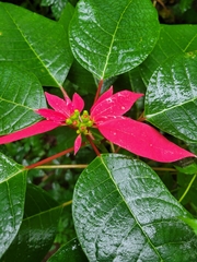 Euphorbia pulcherrima