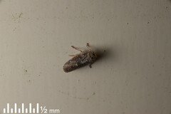 Achilidae