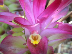Curcuma