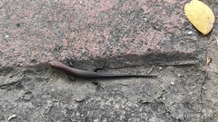 Eutropis carinata