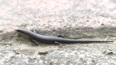 Eutropis carinata