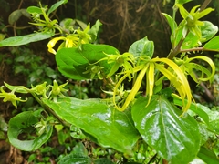Cananga odorata