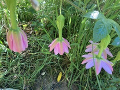 Passiflora tarminiana