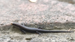 Eutropis carinata