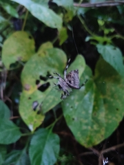 Parawixia