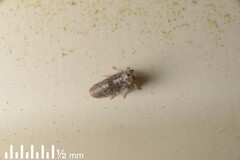 Achilidae