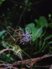 Parawixia