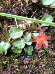 Shortia rotundifolia