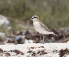 Charadrius marginatus