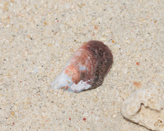 Septifer bilocularis