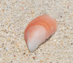 Septifer bilocularis