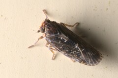 Achilidae